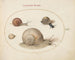 Four Snails - Joris Hoefnagel — artwork view