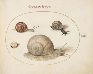 Four Snails - Joris Hoefnagel — artwork view
