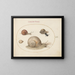 Four Snails - Joris Hoefnagel — framed artwork on a wall