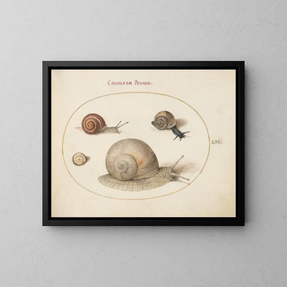 Four Snails - Joris Hoefnagel — framed artwork on a wall