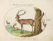 Four Types of Deer - Joris Hoefnagel — artwork view