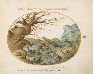 Frogs, lizards and salamanders in a landscape - Joris Hoefnagel — artwork view