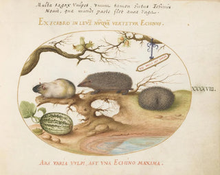 Guinea pig and hedgehogs with melon and hazelnuts - Joris Hoefnagel — artwork view