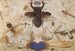 Insectes et tête d'un dieu du vent - Joris Hoefnagel — artwork view