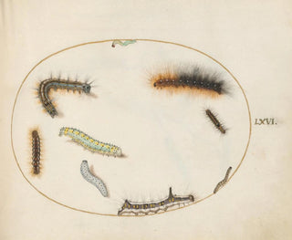 Tobacco hornworm caterpillar painting, figure-eight caterpillar, gray dagger caterpillar, and other caterpillars - Joris Hoefnagel — artwork view