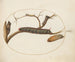 Euphorbia Moth Caterpillar, Grey Dagger Caterpillar and Pupae - Joris Hoefnagel — artwork view