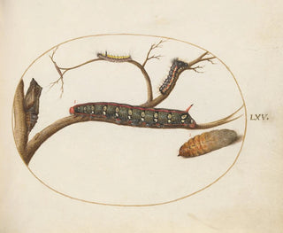 Euphorbia Moth Caterpillar, Grey Dagger Caterpillar and Pupae - Joris Hoefnagel — artwork view