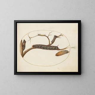 Euphorbia Moth Caterpillar, Grey Dagger Caterpillar and Pupae - Joris Hoefnagel — framed artwork on a wall