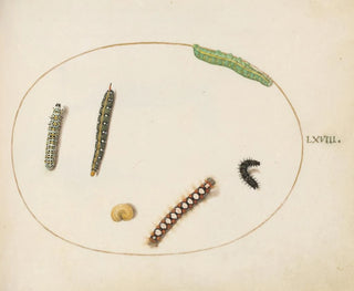 the spurge leaf-roller caterpillar, mullein caterpillar, and other caterpillars - Joris Hoefnagel — artwork view