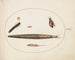 Leopard slug, ground beetle, larva and maggot with tail, and other creatures - Joris Hoefnagel — artwork view