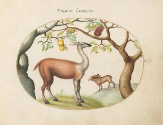 Llama and Elk - Joris Hoefnagel — artwork view