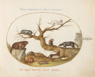 Marmot, hamsters, rat, field mice, shrew and a coati - Joris Hoefnagel — artwork view