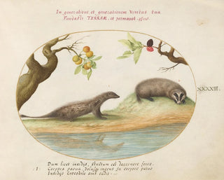 Mongoose and Badger with Fruit Trees - Joris Hoefnagel — artwork view
