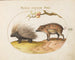 Porcupine of the Old World and Wild Boar - Joris Hoefnagel — artwork view