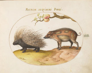 Porcupine of the Old World and Wild Boar - Joris Hoefnagel — artwork view
