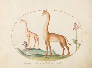 Planche 02 Two giraffes with an escort - Joris Hoefnagel — artwork view
