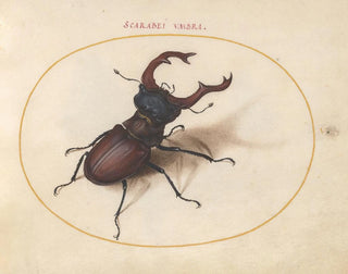 Plaque 05 Scarabée cerf-volant - Joris Hoefnagel — artwork view