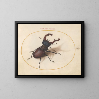 Plaque 05 Scarabée cerf-volant - Joris Hoefnagel — framed artwork on a wall