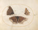 Plaque 06 Two views of a mourning butterfly and a butterfly, - Joris Hoefnagel — artwork view