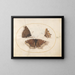 Plaque 06 Two views of a mourning butterfly and a butterfly, - Joris Hoefnagel — framed artwork on a wall