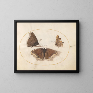 Plaque 06 Two views of a mourning butterfly and a butterfly, - Joris Hoefnagel — framed artwork on a wall