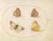 Plaque 09 Butterflies Meadow Brown, Gatekeeper, Clouded Yellow and Bath White - Joris Hoefnagel — artwork view