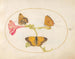 Plaque 10: The brown of the hair, the silver fritillary and the yellow cloud butterfly on a four o'clock flower - Joris Hoefnagel — artwork view