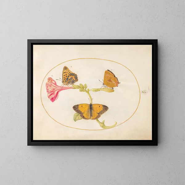 Plaque 10: The brown of the hair, the silver fritillary and the yellow cloud butterfly on a four o'clock flower - Joris Hoefnagel — framed artwork on a wall