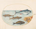 Planche 11 Quatre poissons et coquillages - Joris Hoefnagel — artwork view