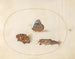 Planche 11 of butterflies, small turtle, and red admiral with a taupe cricket - Joris Hoefnagel — artwork view
