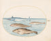 Plate 12 A swordfish and three other fish - Joris Hoefnagel — artwork view