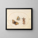 Platine 12 Two views of a fritillary with a silver edge and a taupe cricket - Joris Hoefnagel — framed artwork on a wall