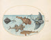 Plate 13 Two rays, a lanternfish, a monkfish, and an angel shark - Joris Hoefnagel — artwork view