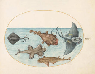 Plate 13 Two rays, a lanternfish, a monkfish, and an angel shark - Joris Hoefnagel — artwork view