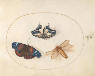 Plaque 13: Yellow swallowtail and red admiral butterflies with a hunting dragonfly with a broad body - Joris Hoefnagel — artwork view