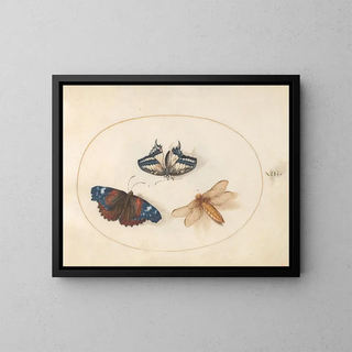 Plaque 13: Yellow swallowtail and red admiral butterflies with a hunting dragonfly with a broad body - Joris Hoefnagel — framed artwork on a wall