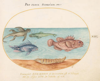 Platinum Painting 14 A sea monkey, two scorpion fish, and two other fish - Joris Hoefnagel — artwork view