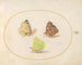 Plate 14: Common Lemon Butterflies, Painted Lady, and Veiled Yellow - Joris Hoefnagel — artwork view