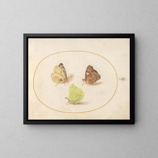 Plate 14: Common Lemon Butterflies, Painted Lady, and Veiled Yellow - Joris Hoefnagel — framed artwork on a wall