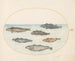 Planche 15 Six poissons asellorum cod - Joris Hoefnagel — artwork view