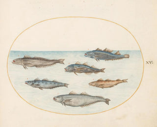 Planche 15 Six poissons asellorum cod - Joris Hoefnagel — artwork view
