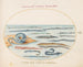 Planche 16 Anguilles, poissons-pipes et poissons-aiguilles - Joris Hoefnagel — artwork view