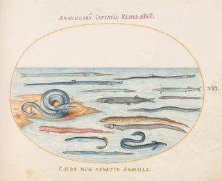 Planche 16 Anguilles, poissons-pipes et poissons-aiguilles - Joris Hoefnagel — artwork view