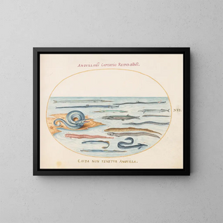 Planche 16 Anguilles, poissons-pipes et poissons-aiguilles - Joris Hoefnagel — framed artwork on a wall