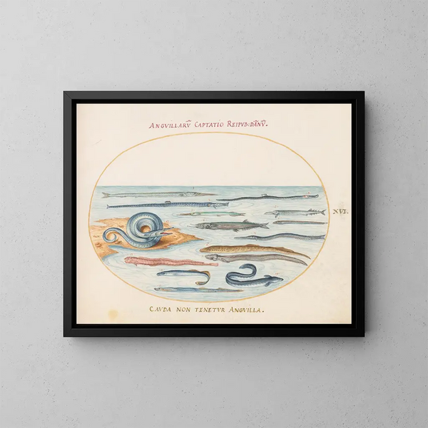 Planche 16 Anguilles, poissons-pipes et poissons-aiguilles - Joris Hoefnagel — framed artwork on a wall