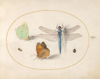 Plate 17: Sulfur and prairie butterflies, a blue hunter, and two small insects - Joris Hoefnagel — artwork view