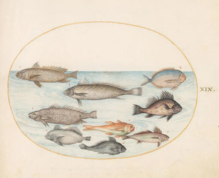 Platine Painting 19 A damselfish and other fish, including two coracinis - Joris Hoefnagel — artwork view