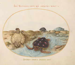 Planche 1 Two caouannes or green turtles, a muskrat, and shells - Joris Hoefnagel — artwork view
