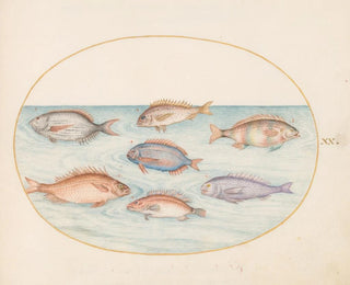 Planche 20: Dorade, Denti, Sargo et autres poissons - Joris Hoefnagel — artwork view