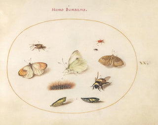 Planche 20: Trois papillons, une chenille, une abeille, deux chrysalides et trois charançons - Joris Hoefnagel — artwork view